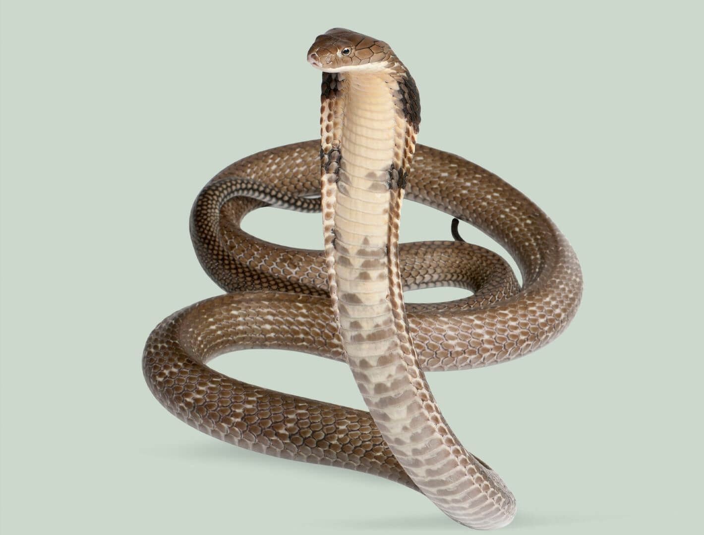 sea snake in open ocean