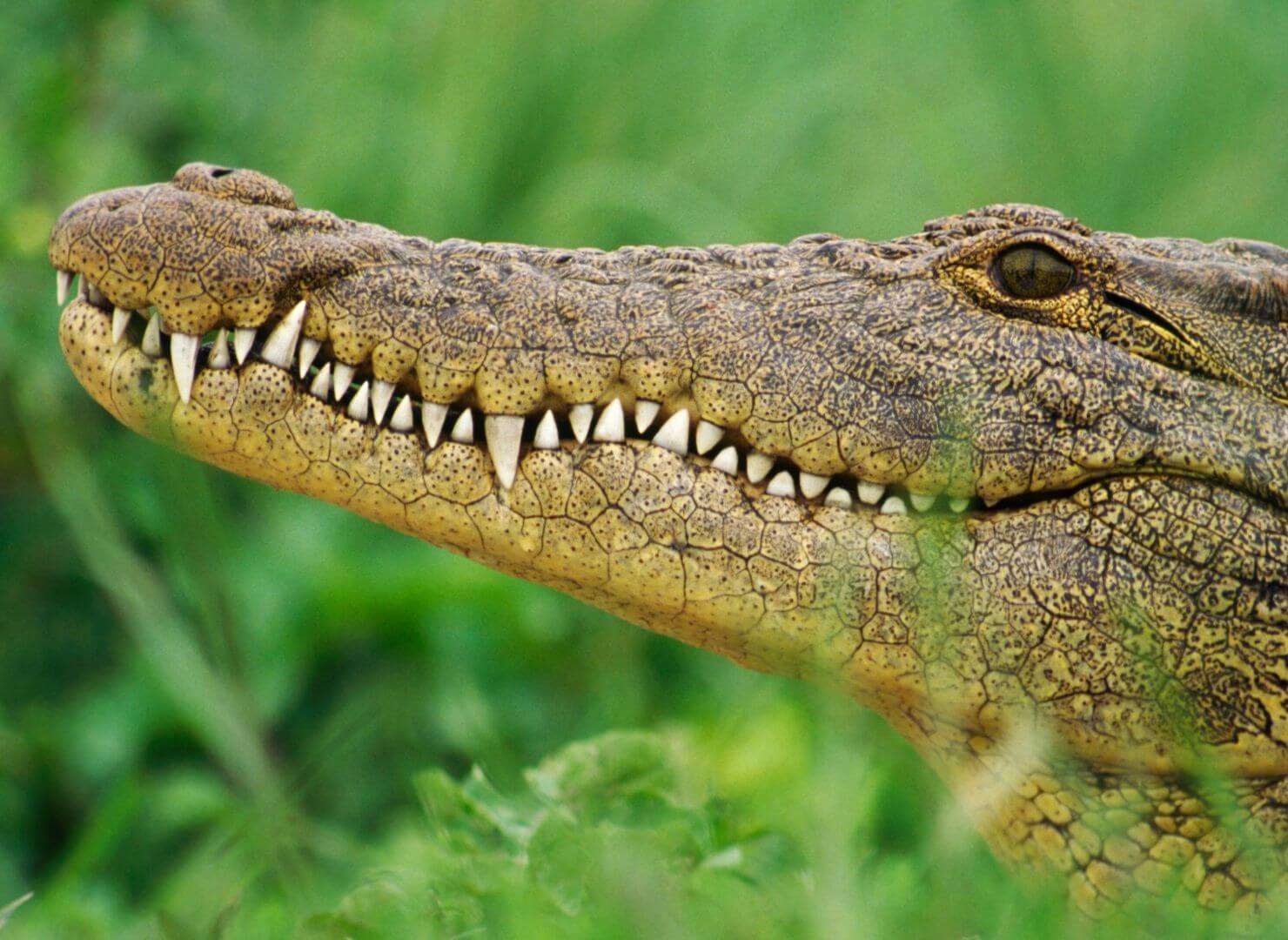 a crocodile's toothy grin in front of green grass