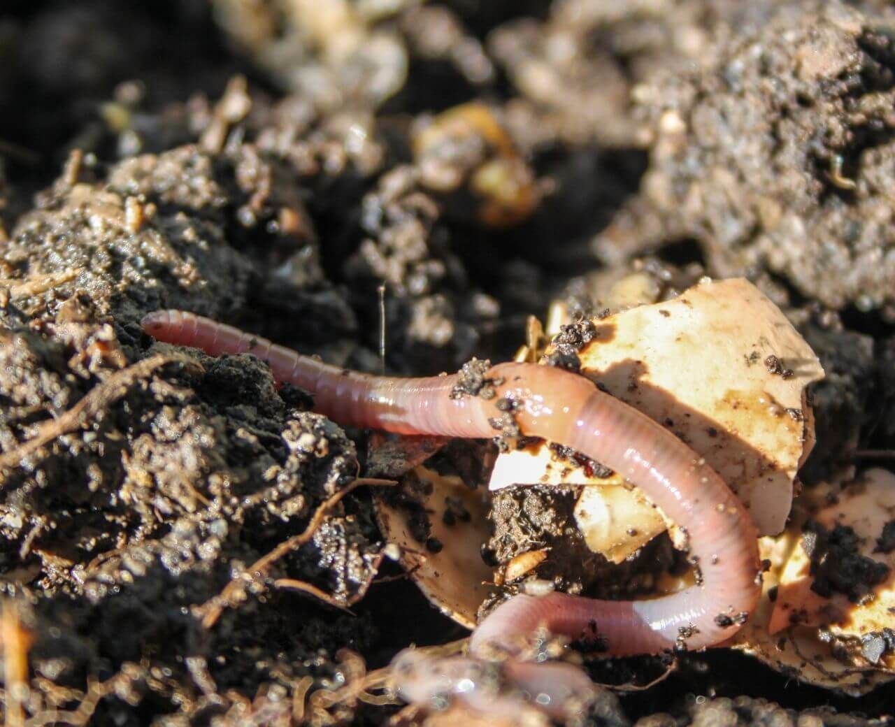 earthworm in the dirt