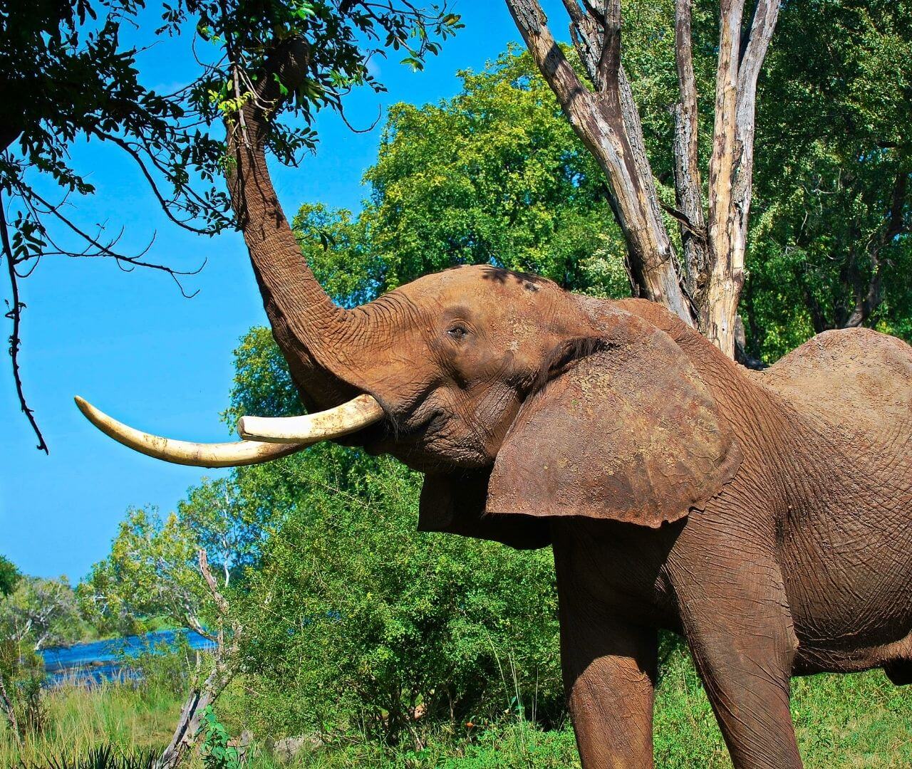 elephant with a broken tusk reaching up for leaves