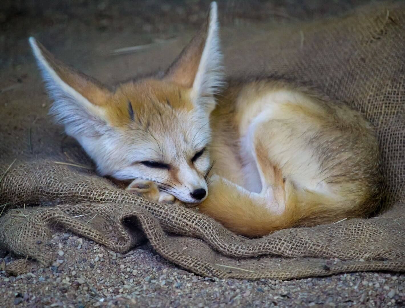 fennec fox sleeping in a zoo