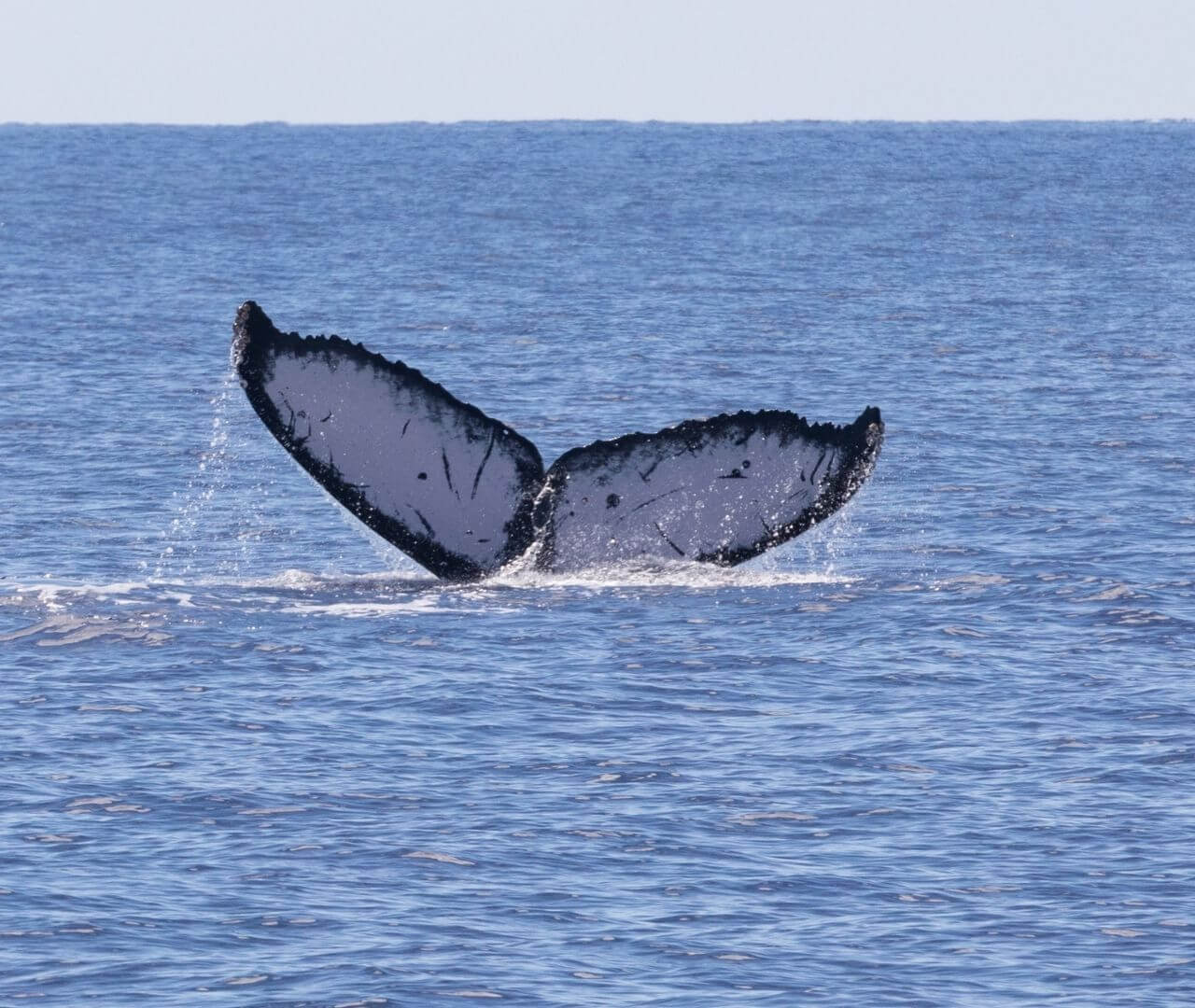 humpback whale tail