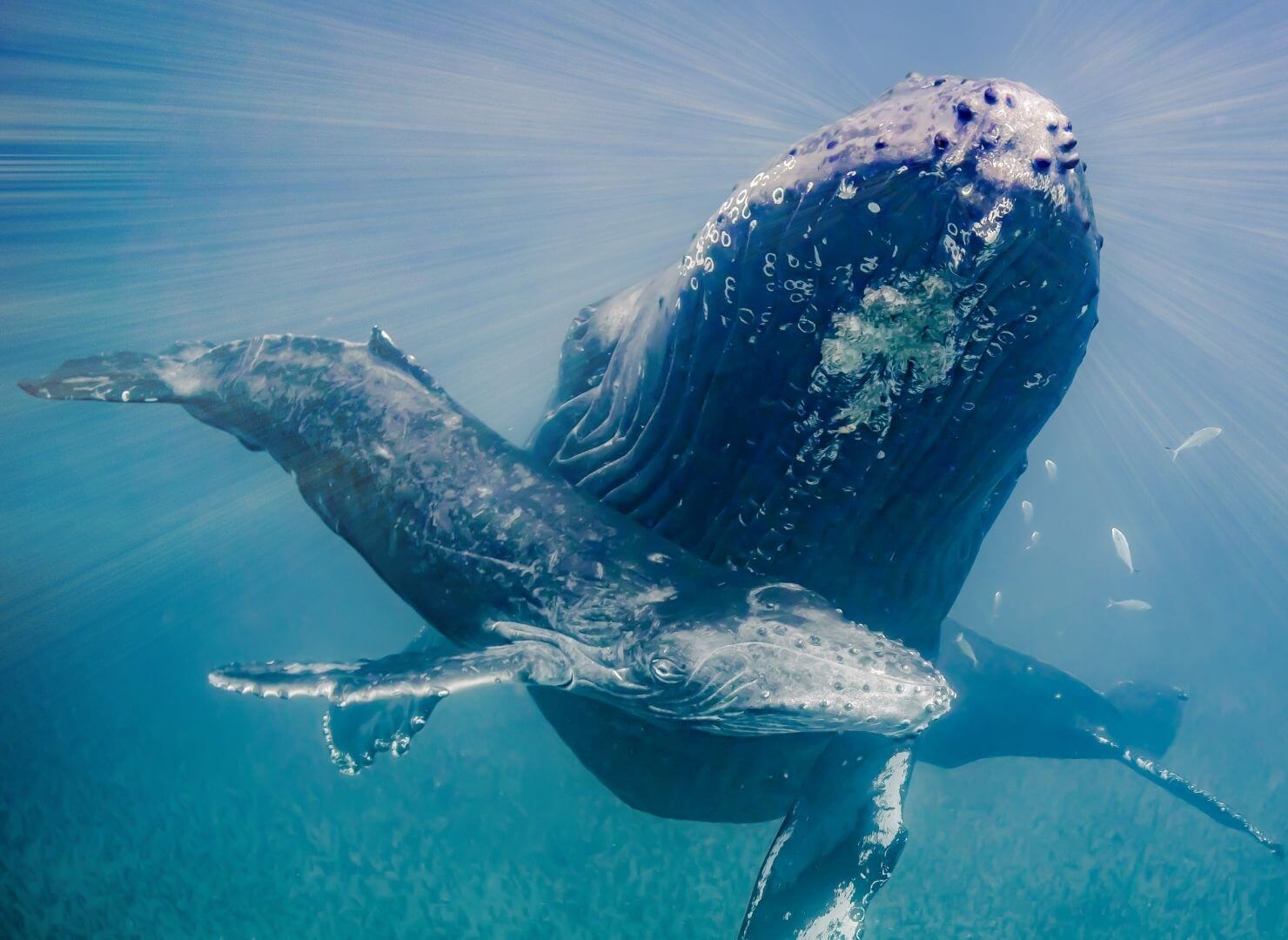 humpback whale mother and calf