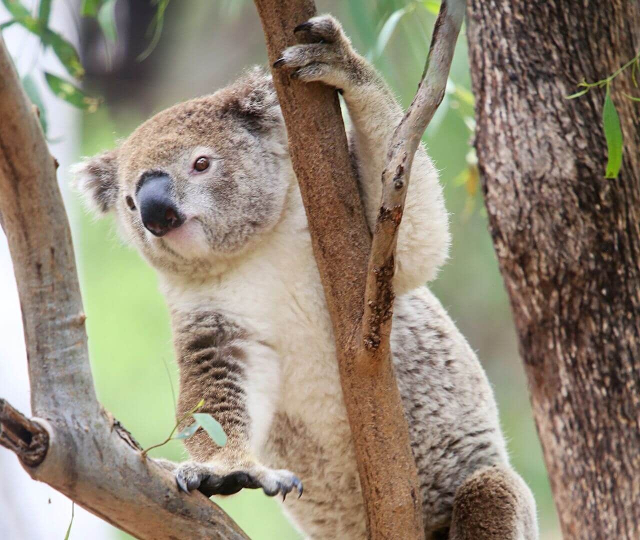 koala climbing on a tree branch