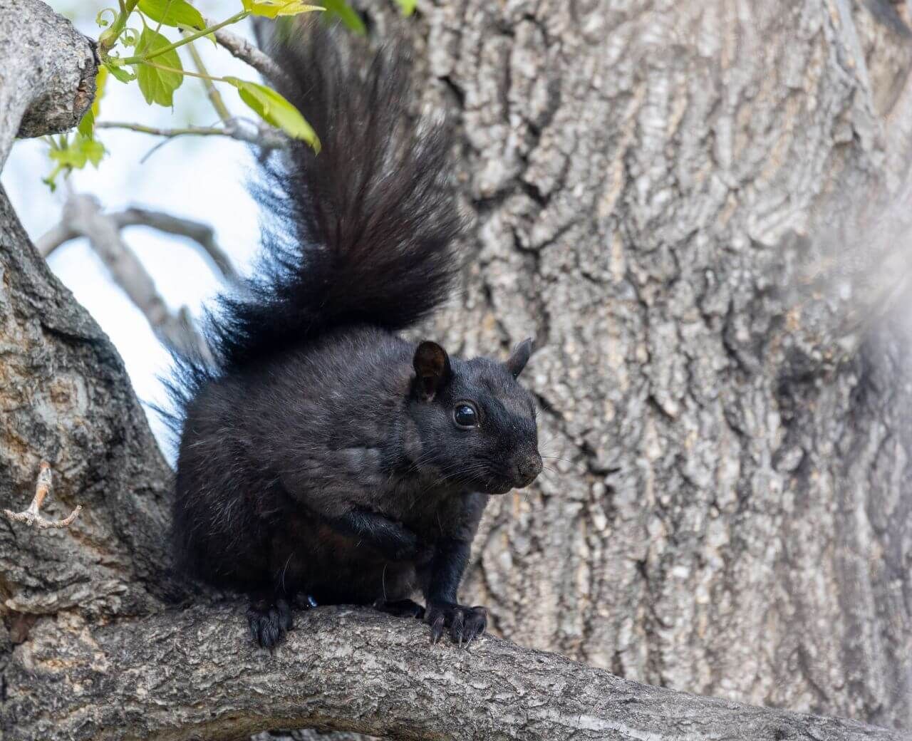 black squirrel on branch
