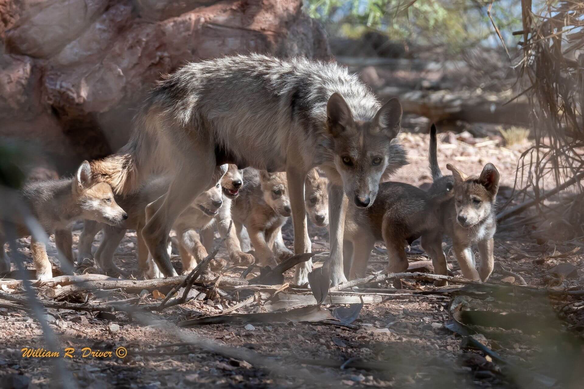 mexican wolf family