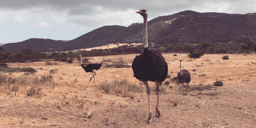ostrich running through a dry savanna