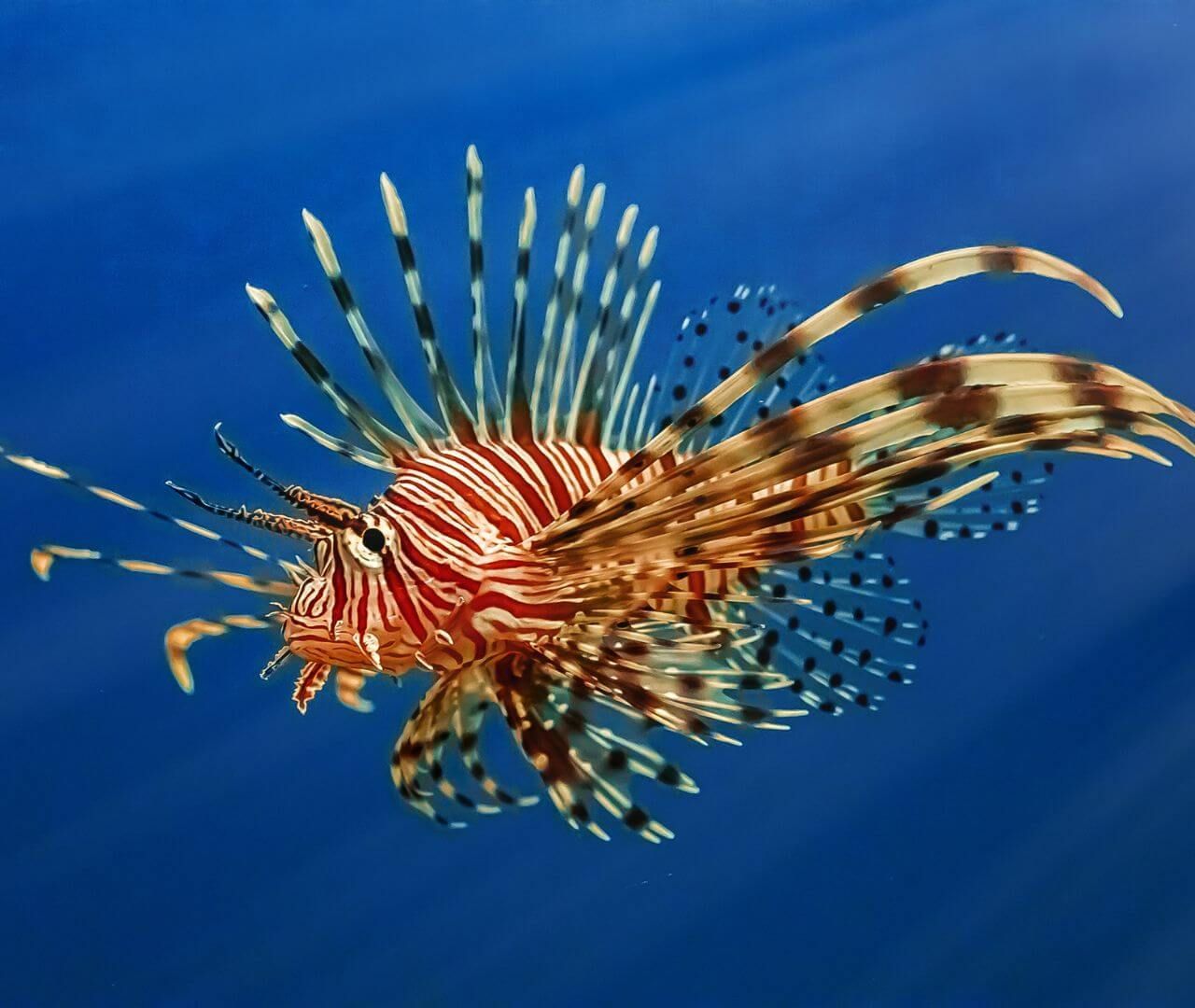 lionfish swimming in blue water