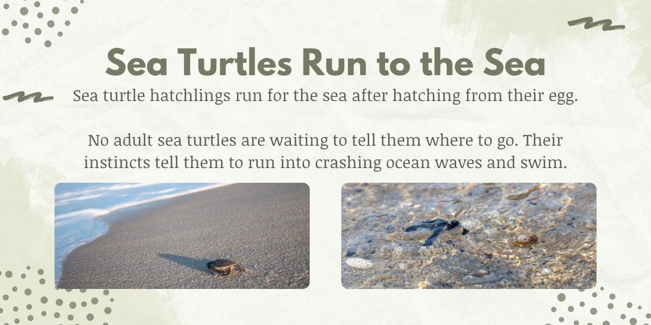 sea turtle hatchlings use their instincts to run to the ocean