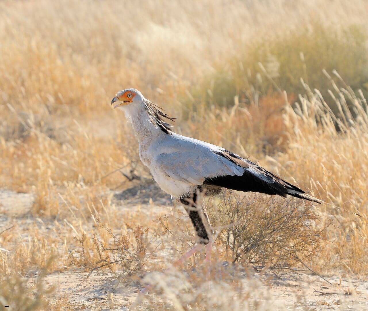Secretarybird standing in grassland
