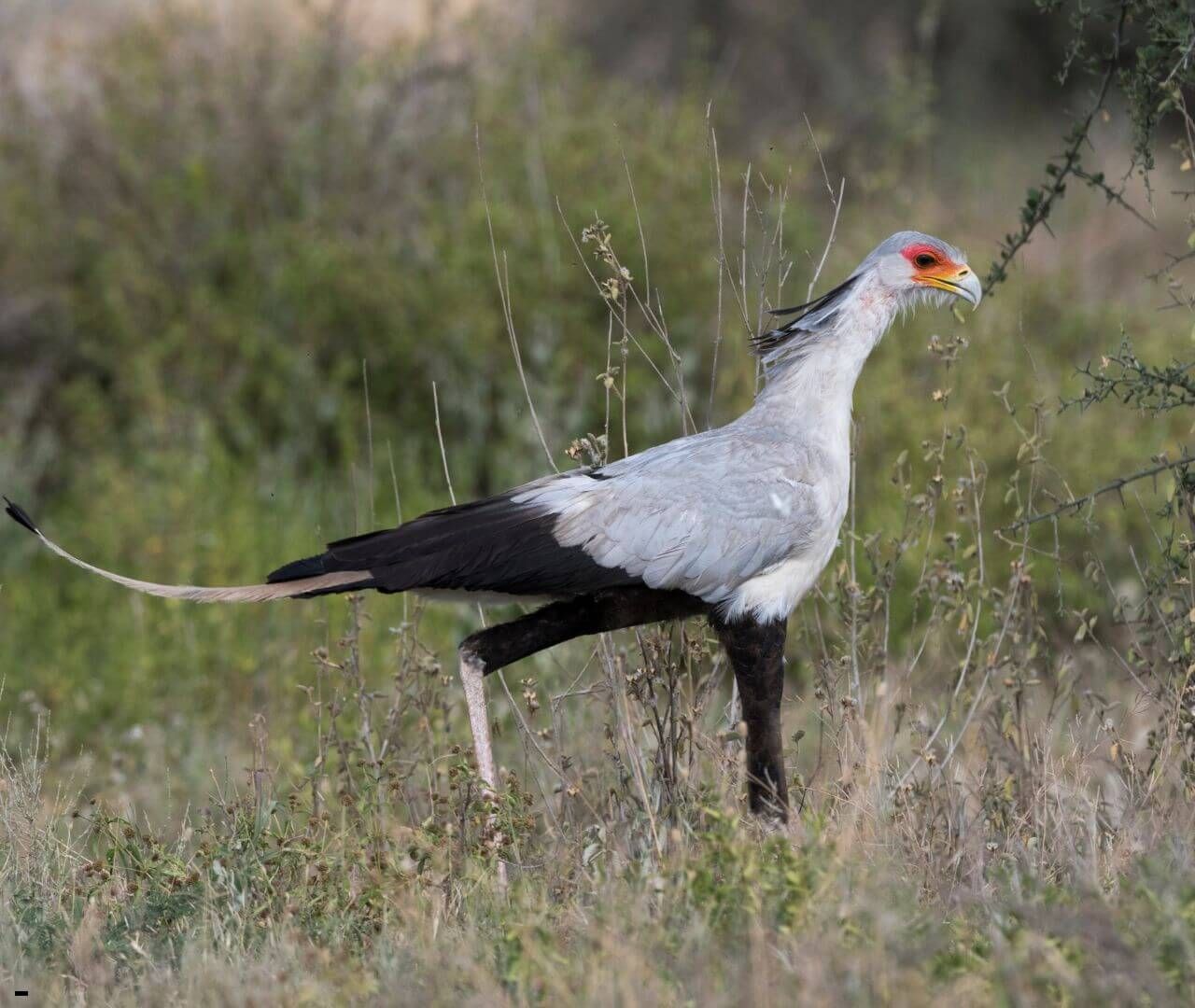 Secretarybird walking through grass