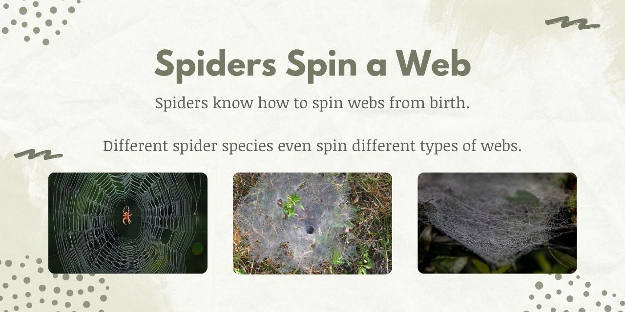 spiders use their instincts to build a web to catch prey