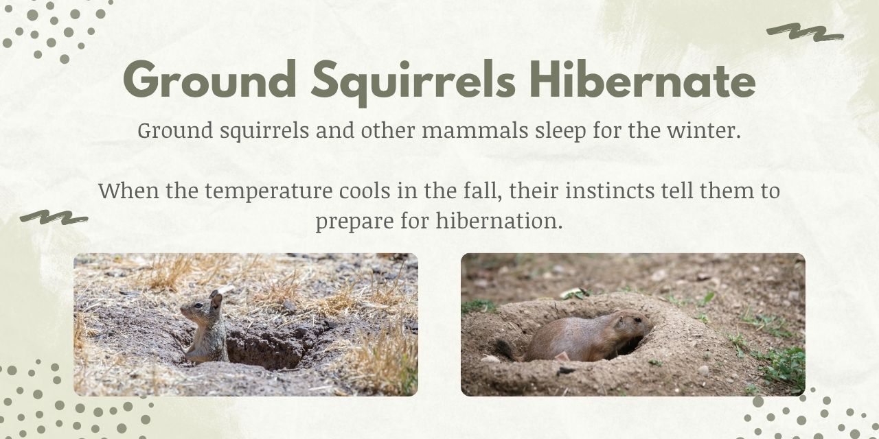 ground squirrels use their instincts to know when to hibernate and how to prepare for hibernation