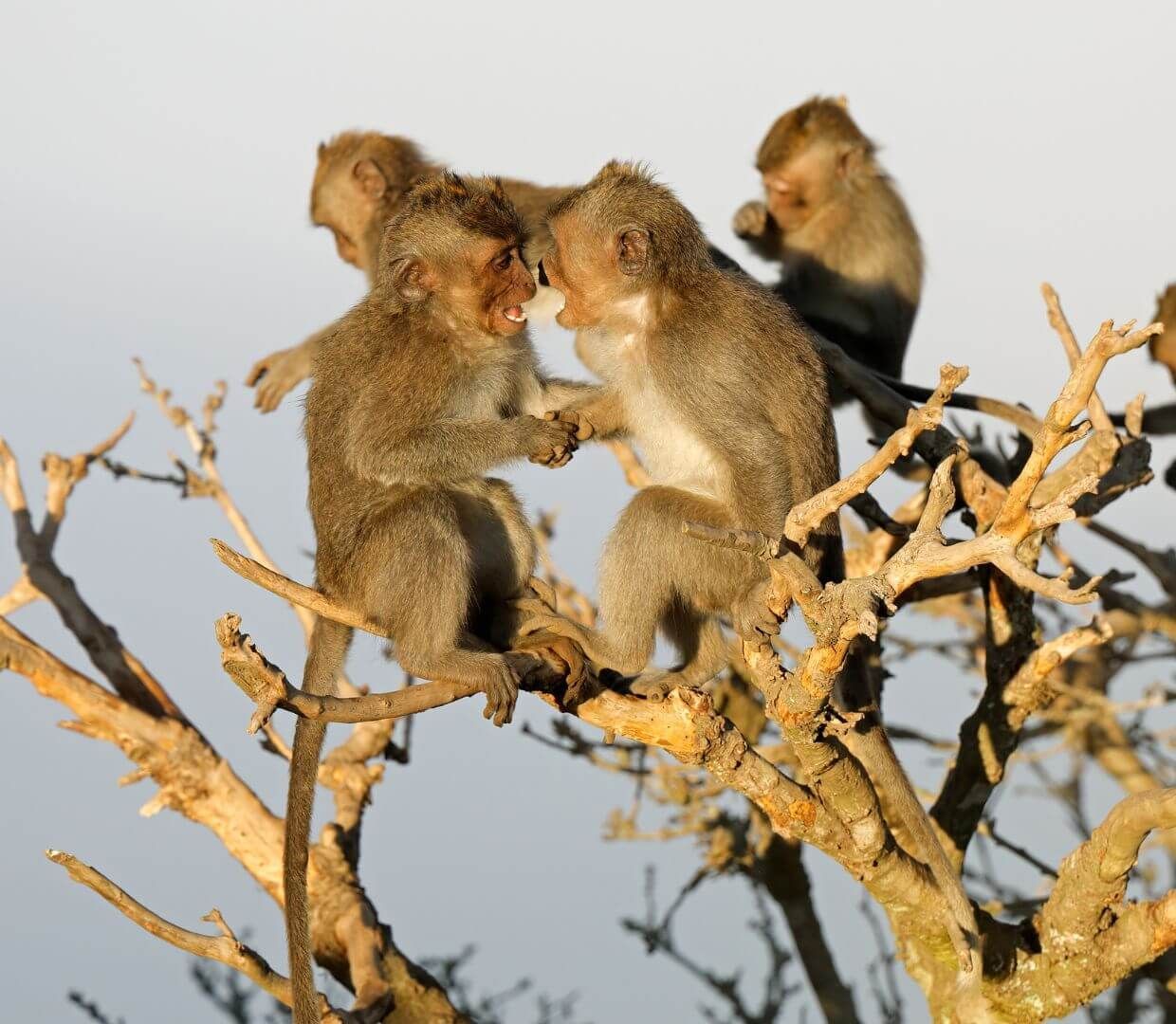 monkeys sitting in a tree