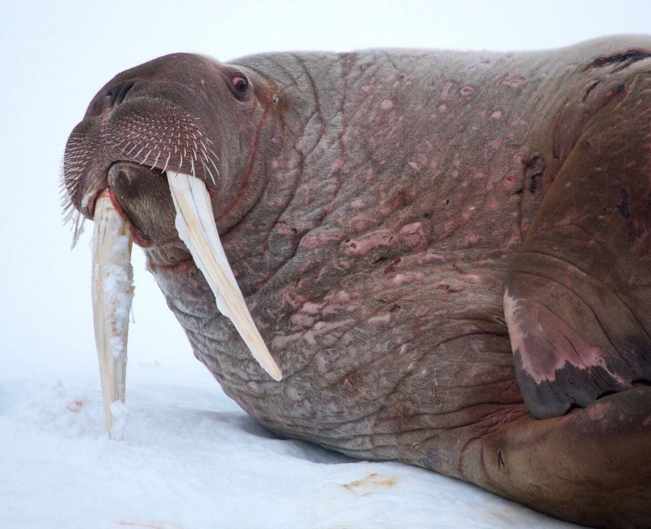 walrus-large-tusks