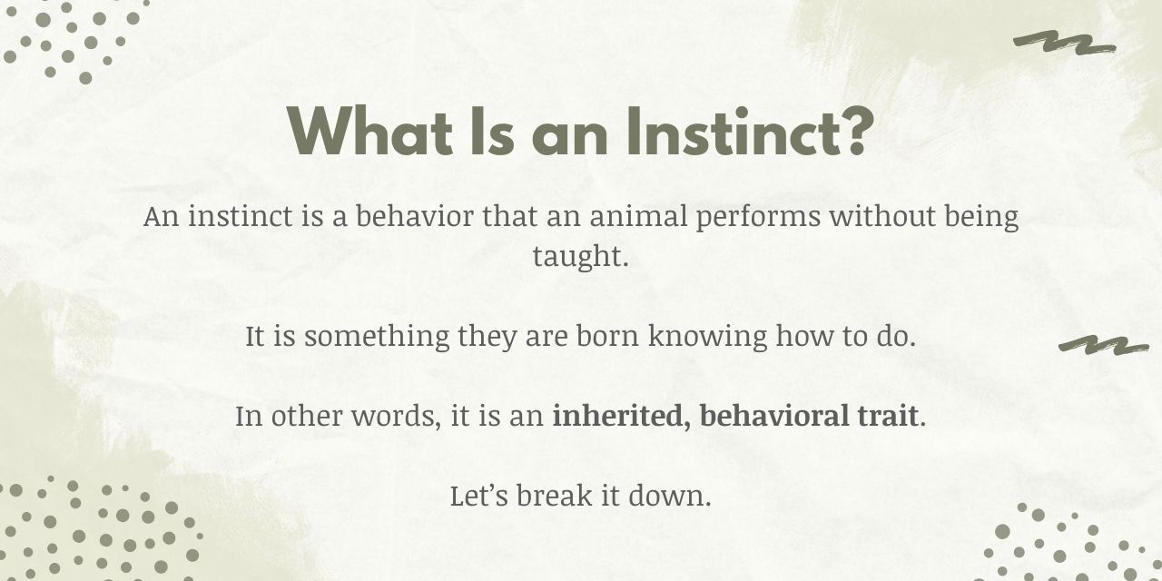 an instinct is something an animal knows how and when to do without being taught