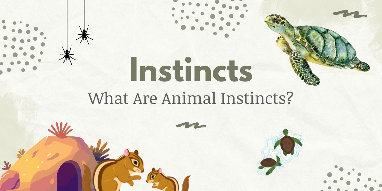 lesson on animal instincts