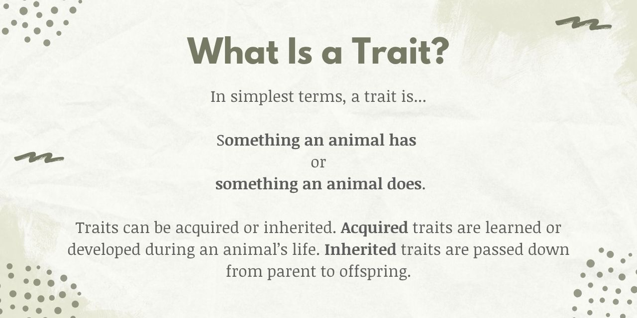 Traits are things animals have or things animals do