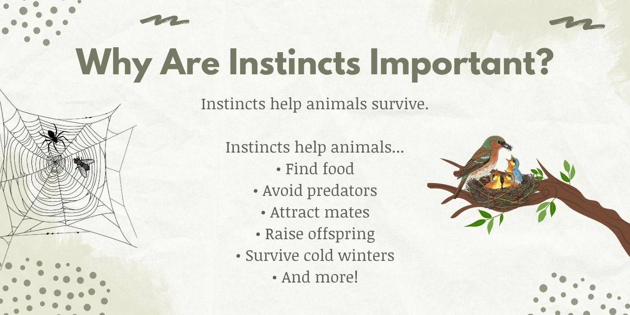 instincts help animals survive by helping them find food, avoid predators, and more.