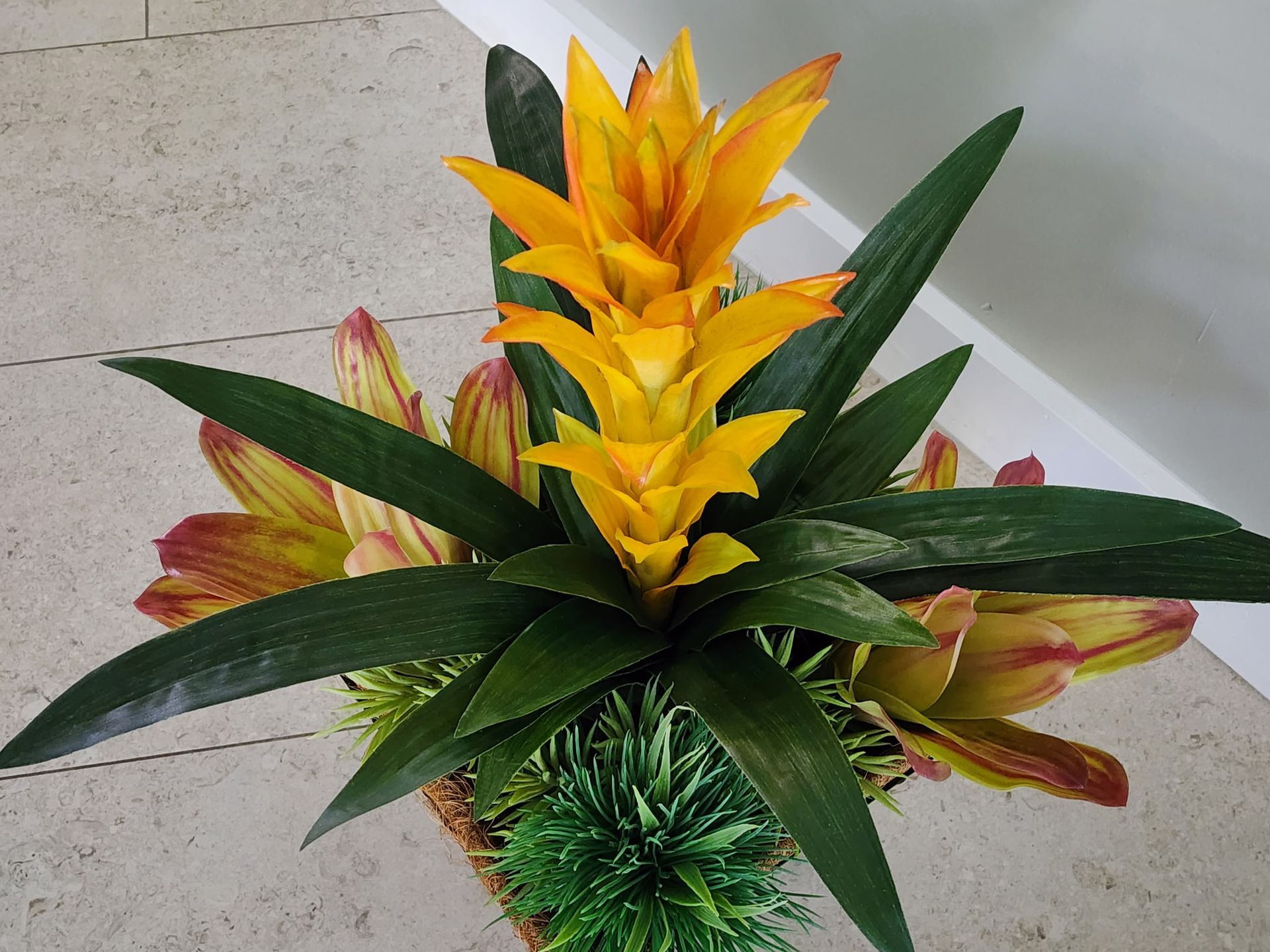 Yellow and green flowering bromeliad plant in a basket, viewed from above.