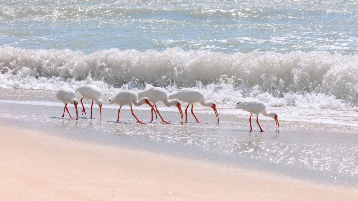 Group of pelicans on the beach near Sanibel, FL.
