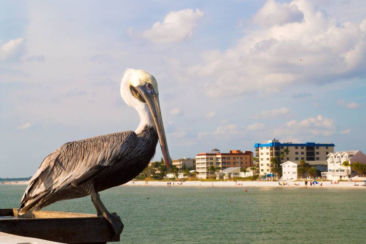 Pelican sitting on a dock near North Fort Myers, FL