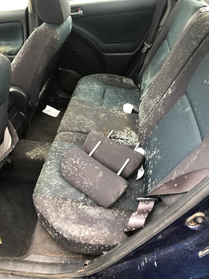 Backseat of a car covered in mold. Black fabric with white and gray mold.