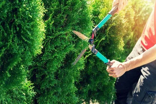 Tree Services 1
