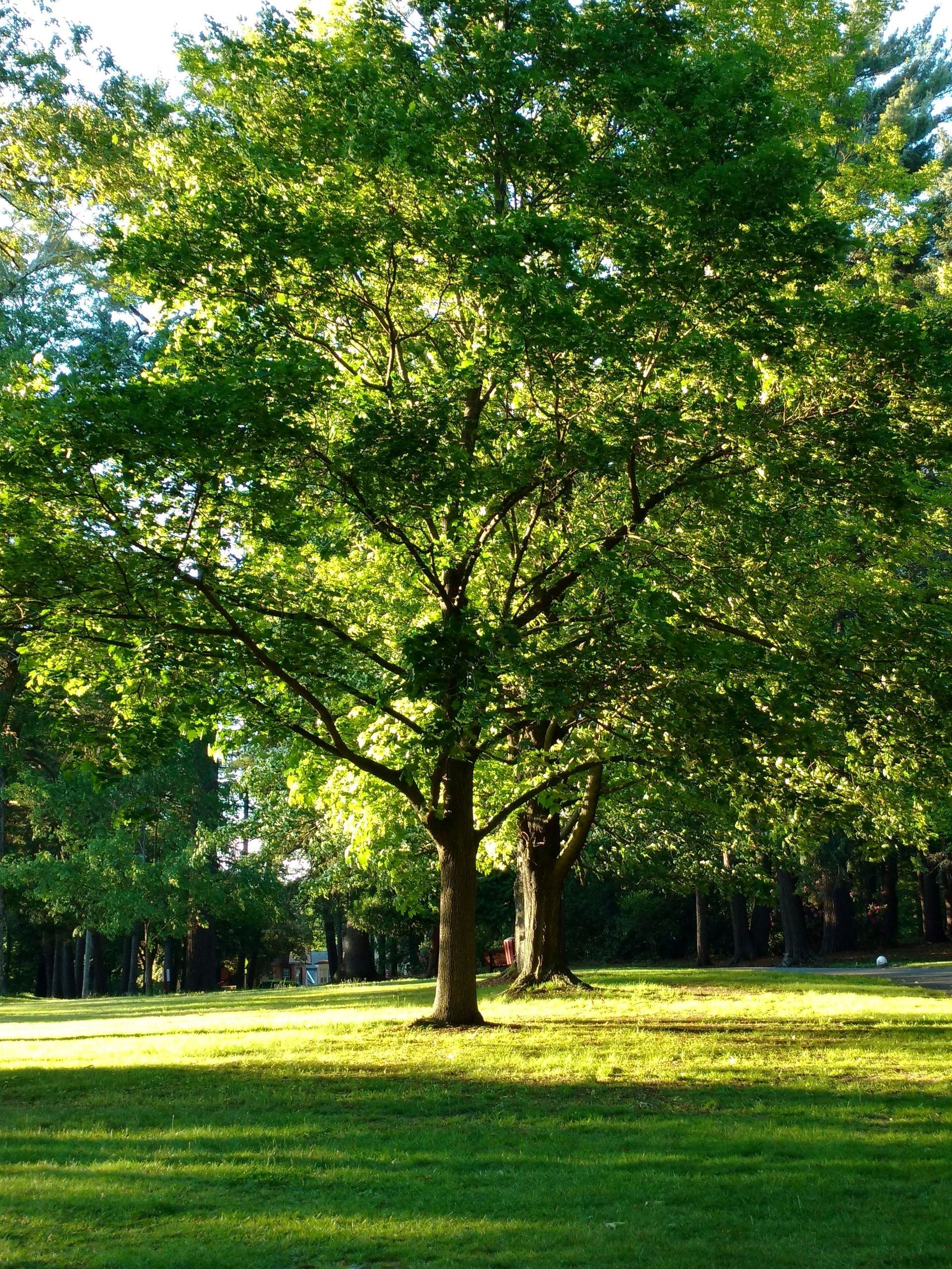 Kornerstone Funeral Directors