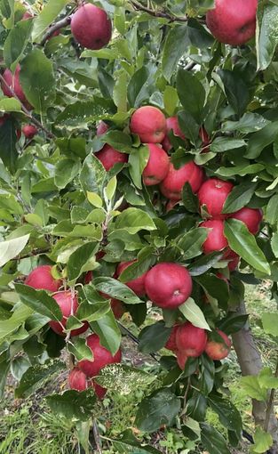 Fresh-apples