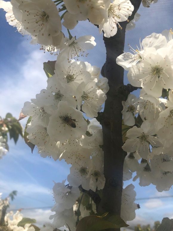 flowers on a tree
