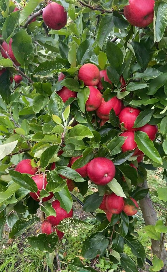 apple-tree