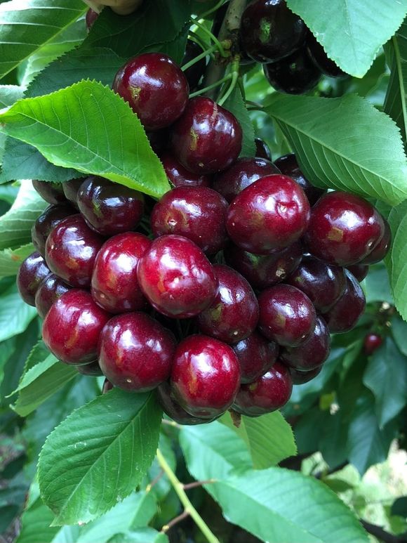 Cherry-Tree