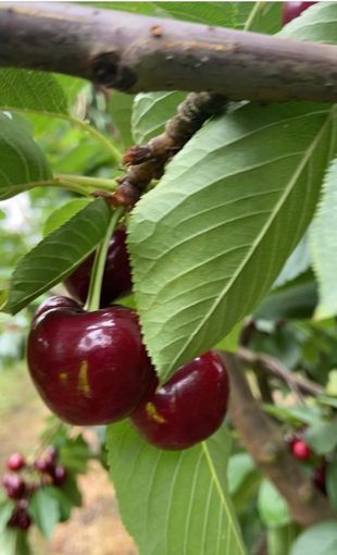 Fresh-Cherries
