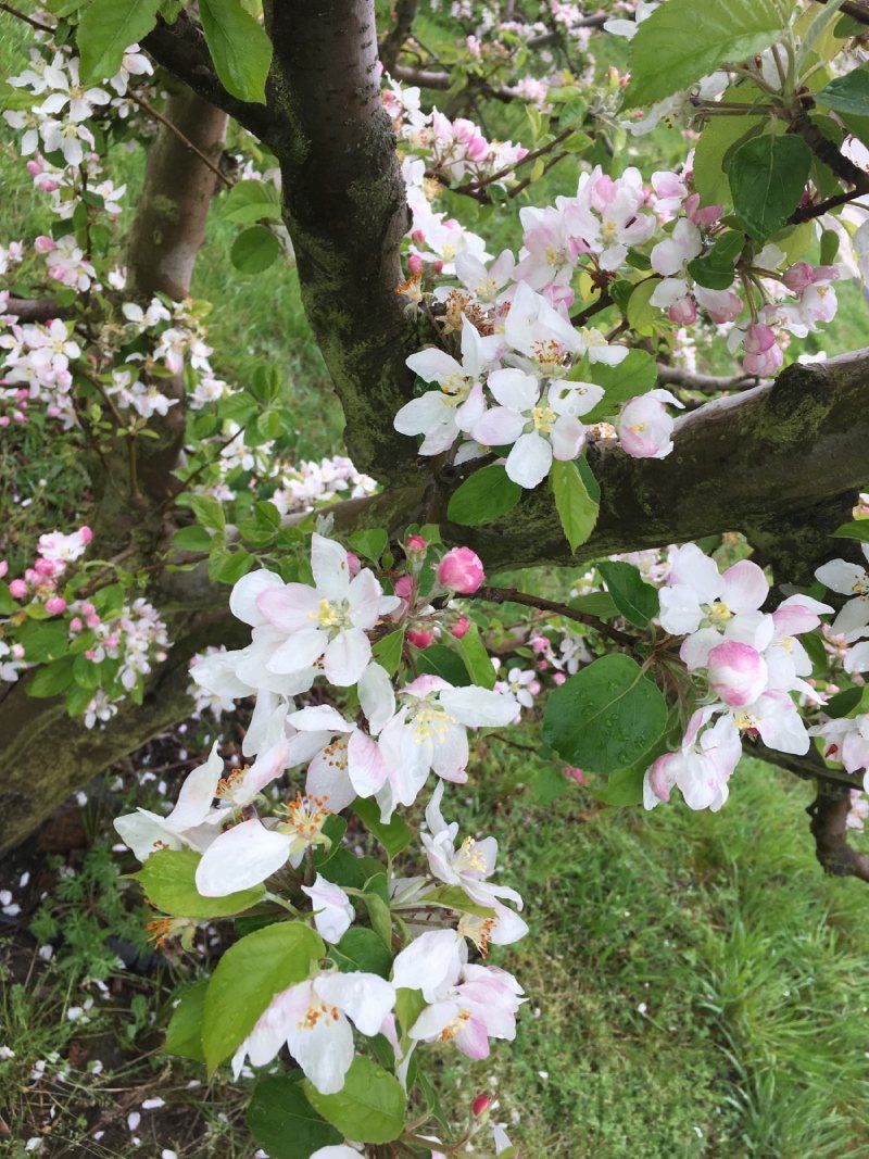 orchards