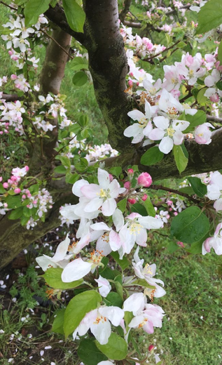 Orchard-tree