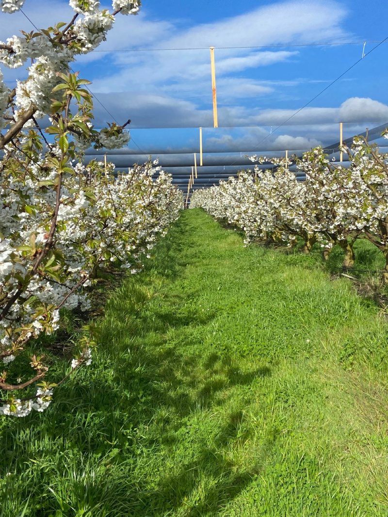 orchard farm