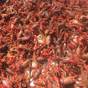 crawfish