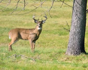 deer processing