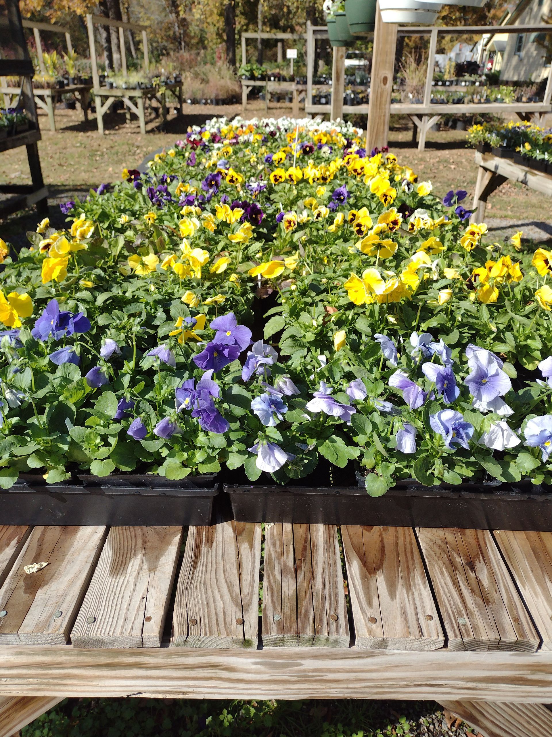 Nursery Plants – Concord, NC – Christy’s Nursery