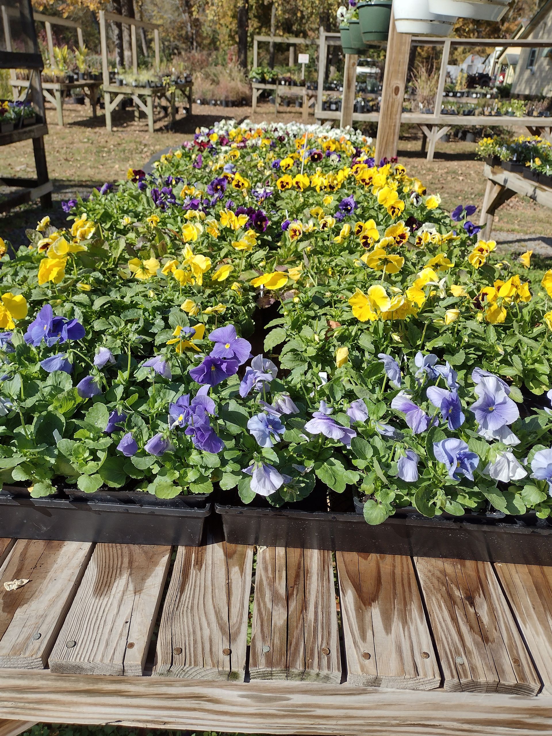 Flowers – Concord, NC – Christy’s Nursery