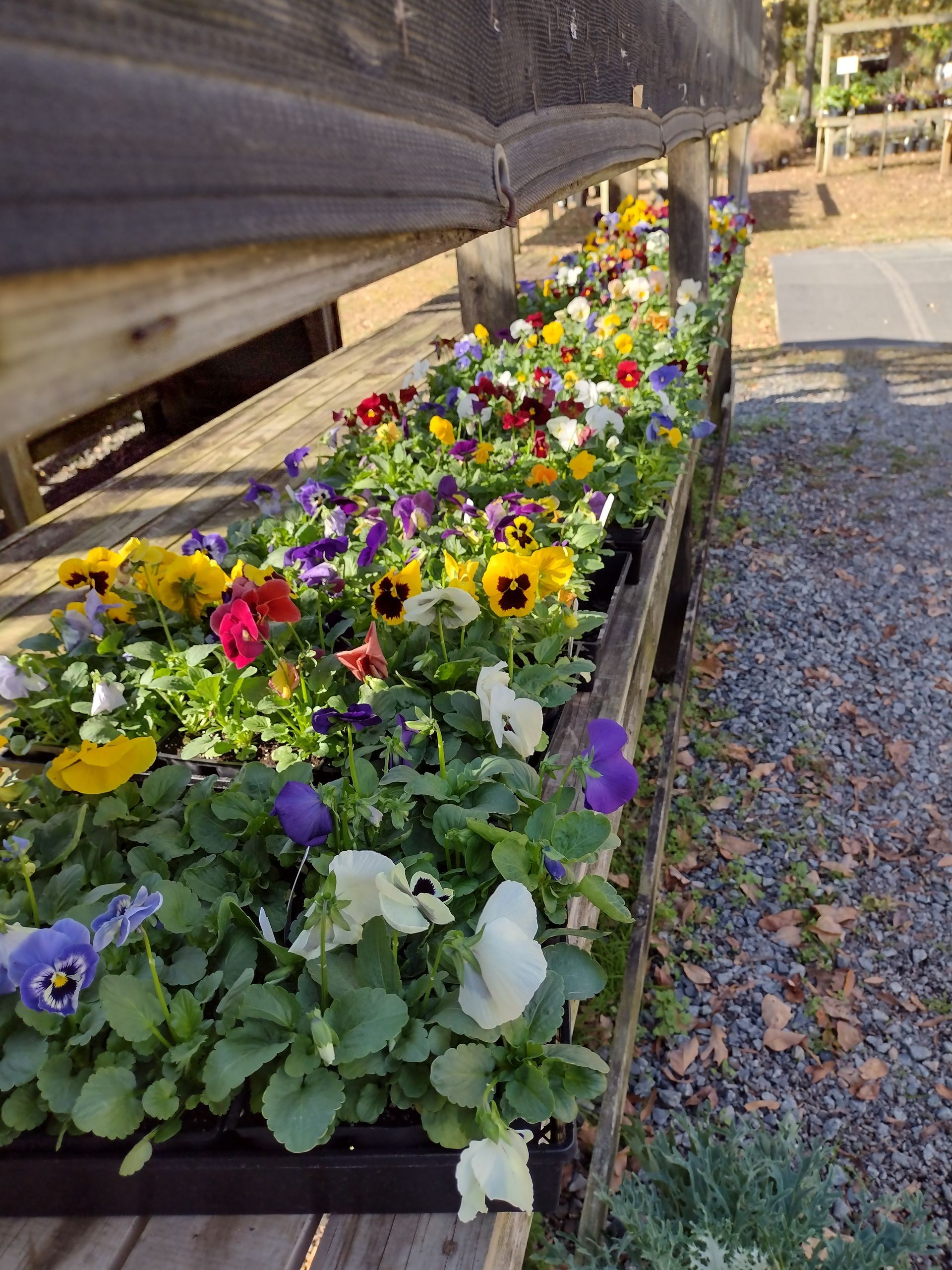 Flowers For Sale – Concord, NC – Christy’s Nursery