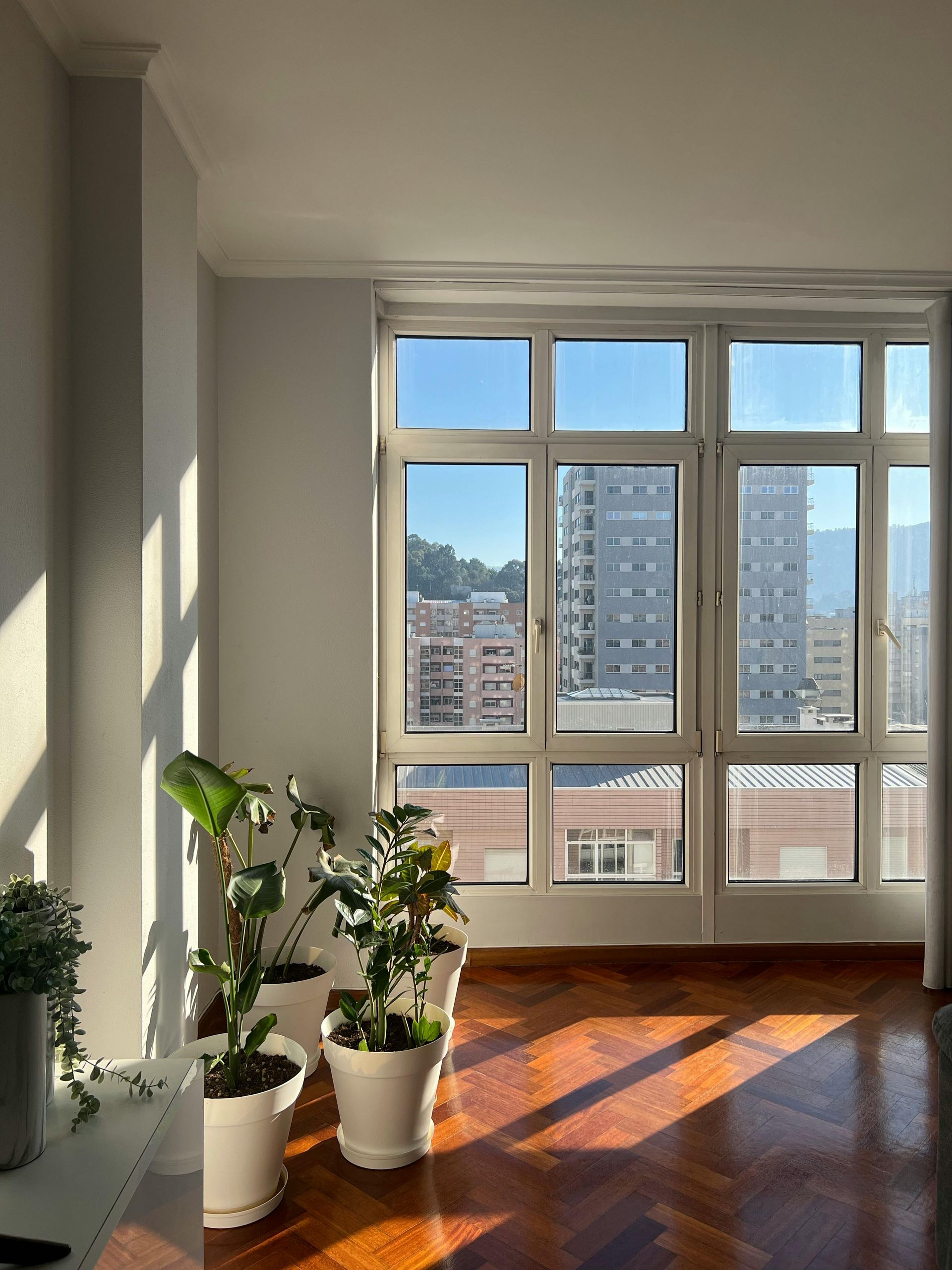 Sunlit room with plants by a large window overlooking city buildings.