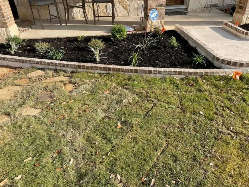 Front yard landscaping with a black mulch bed, young plants, and a cracked grassy lawn beside a house walkway