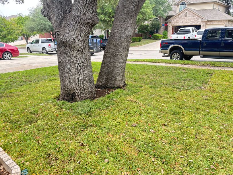 Two tree trunks in a grassy front yard with parked cars and houses along a suburban street
