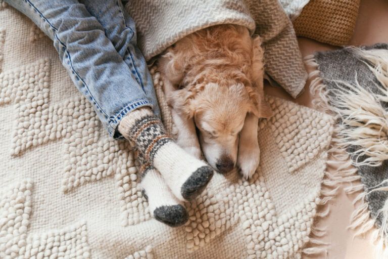 A dog is sleeping next to a person on a blanket.