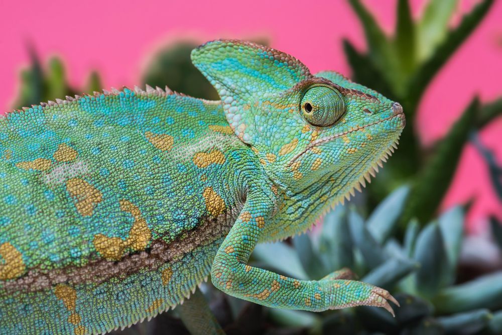 Camaleonte verde e giallo con un elaborato casco su piante succulente, su sfondo rosa.