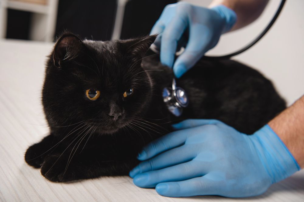 Veterinario che esamina un gatto nero con uno stetoscopio. Mani in guanti blu.