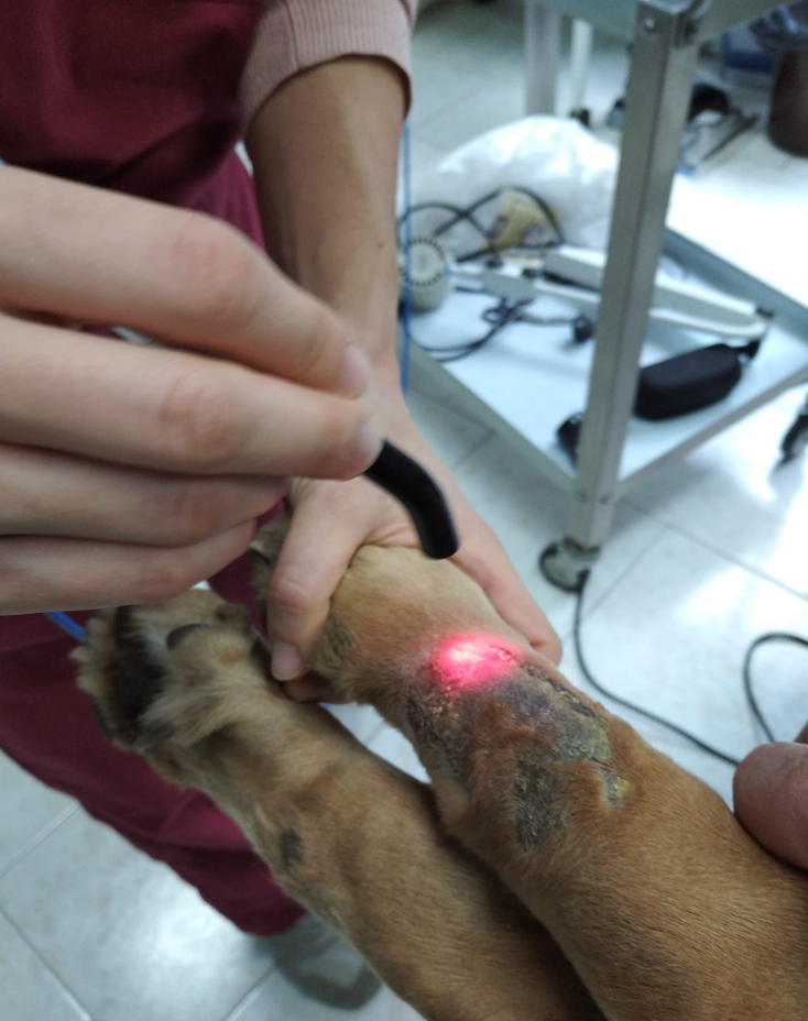 Persona che utilizza la terapia laser sulla zampa di un cane ferita; in un ambiente veterinario.