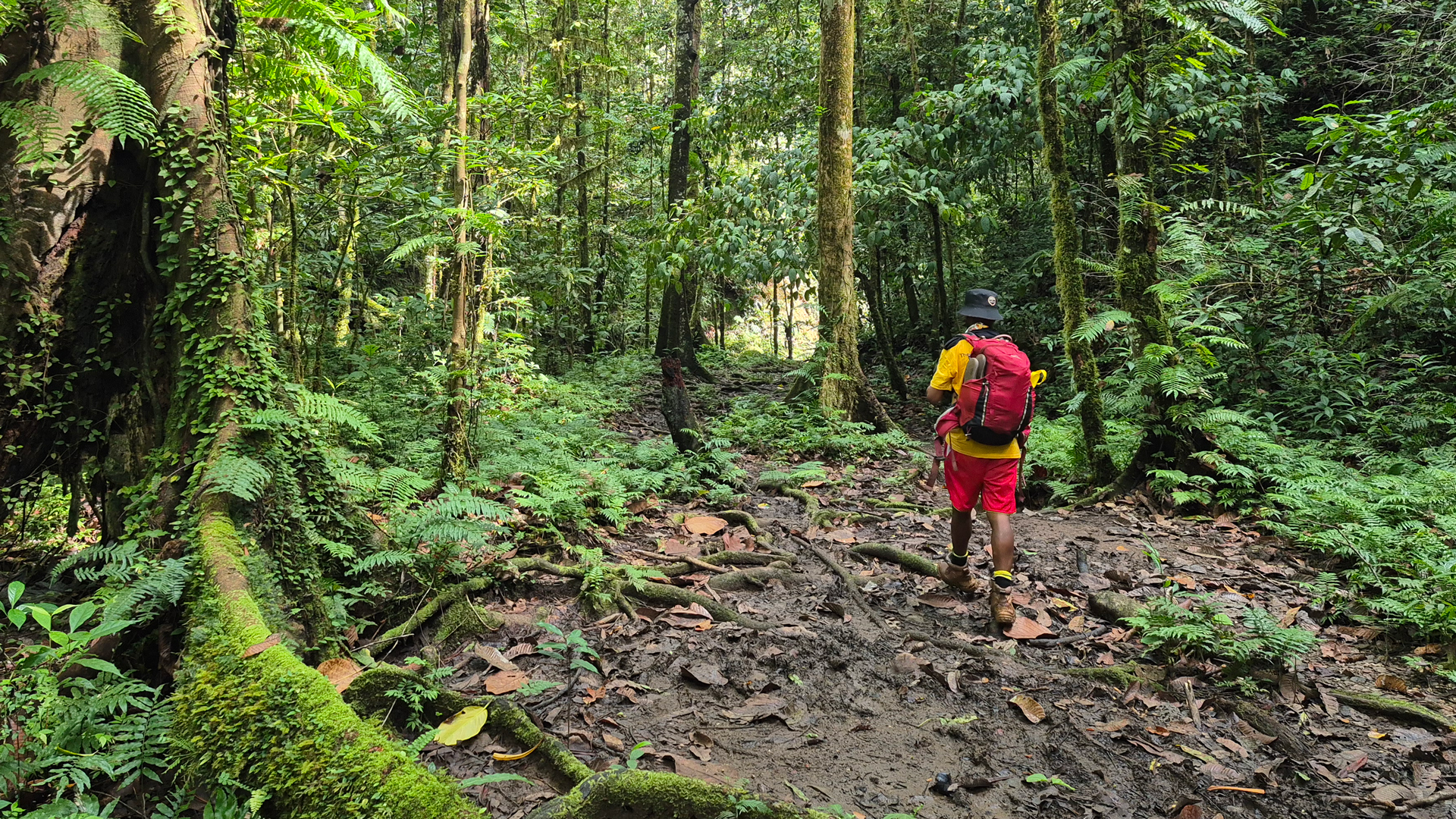 Person waking through Kokoda trail in Papua New Guinea on a bush track